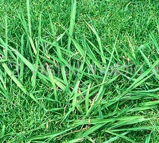 paspalum-dilatatum-pl-2