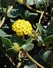 abronia-latifolia