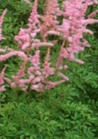 astilbe