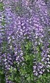 baptisia-purple-smoke