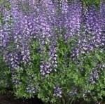 baptisia-purple-smoke