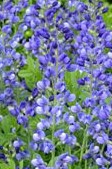 baptisia-australis