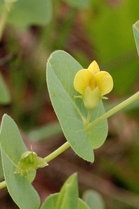 baptisia-perfoliata