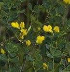 baptisia-tinctoria-2