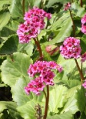 Bergenia cordifolia