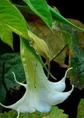 Brugmansia arborea