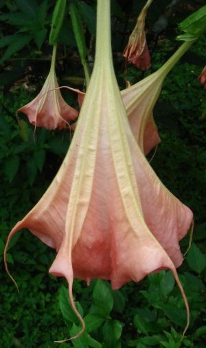 Brugmansia_insignis_Wikimedia