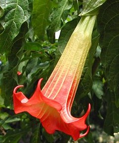 Brugmansia_sanguinea_2