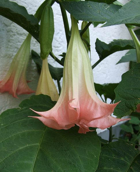 Brugmansia_suaveolens