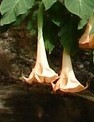 Brugmansia_versicolor_Wikimedia