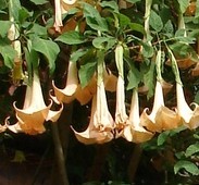 Brugmansia_versicolor_Wikimedia