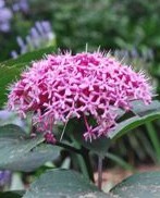 clerodendrum-bungei