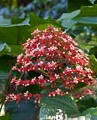 clerodendrum-paniculatum