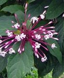 clerodendrum-quadriloculare2