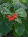 clerodendrum-speciossissimum-2