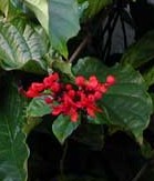 clerodendrum-splendens