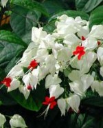 clerodendrum-thomsonia