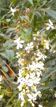 clerodendrum-wallichii