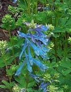 corydalis-elata