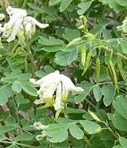 corydalis-ochroleuca-2