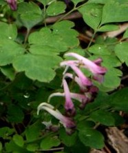 corydalis-shearerisilverseptre