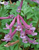 corydalis-solida-2