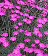 Dianthus-Firewitch