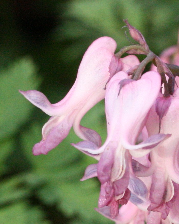 Dicentra eximia 2