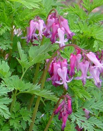 Dicentra_eximia_1