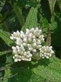 Eupatorium perfoliatum