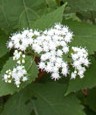 Eupatorium rugosum