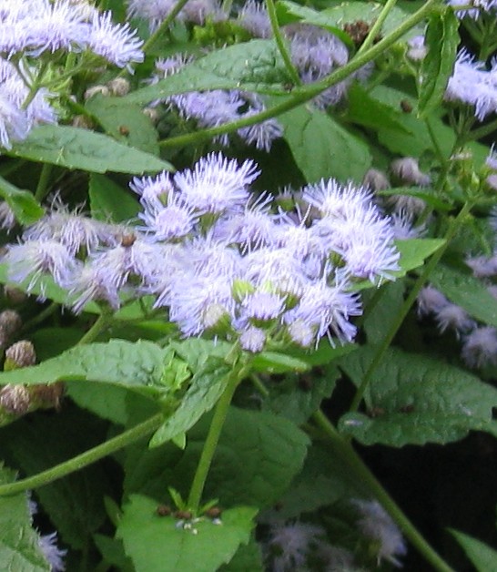 Eupatorium_coelestinum1