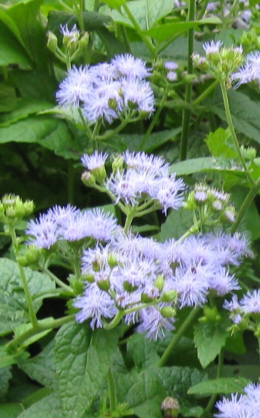 Eupatorium_coelestinum1