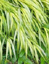 hakonechloa-macra-aureola