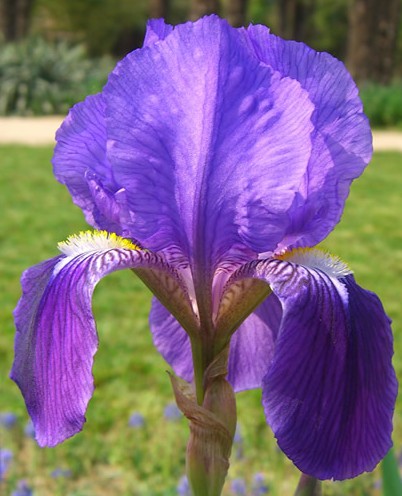 Iris bearded blue 2