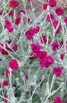 Lychnis coronaria