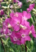 Lychnis_viscaria_2