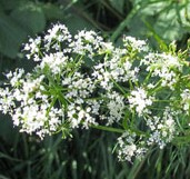 Pignut Conopodium denudatum