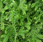 selaginella-kraussiana