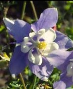 aquilegia hybrida Music Series