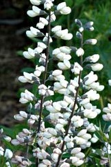 baptisia-alba-var-alba-also