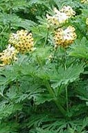 corydalis-nobilis