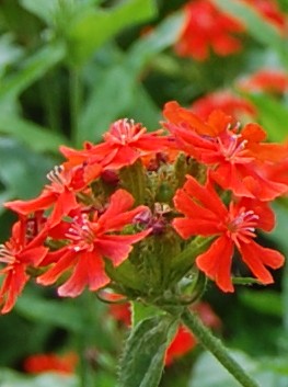 lychnis-chalcedonica 2