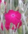 lychnis coronaria 2