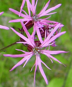 lychnis-flos-cuculi