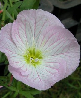 oenothera speciosa Siskiyou2