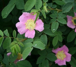 Rosa nutkana