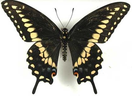 swallowtail black eastern male