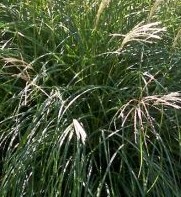 Miscanthus Morning Light