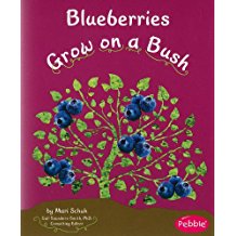 Blueberries Grow on Bushes